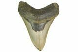 Fossil Megalodon Tooth - North Carolina #158222-1